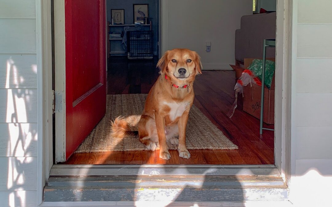 Principles of Ancient Architecture in Modern Dog Houses